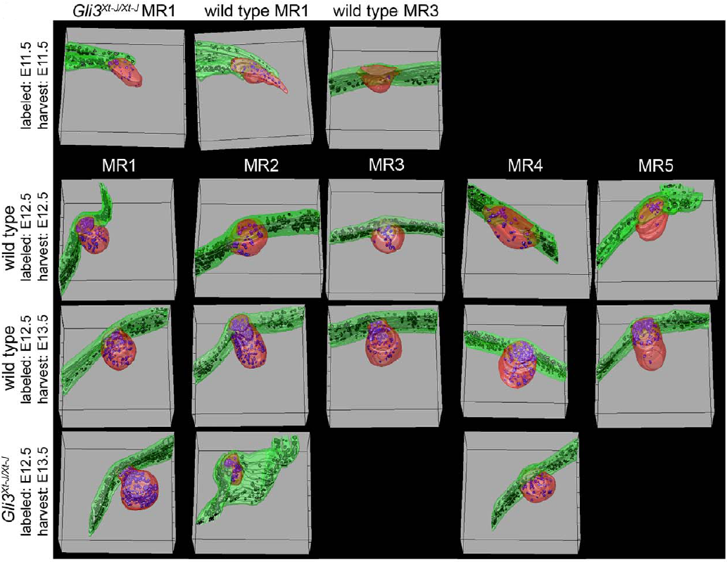 analyse d'images histologie quantitative