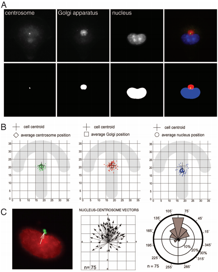 compartiments cellulaires cellular compartments