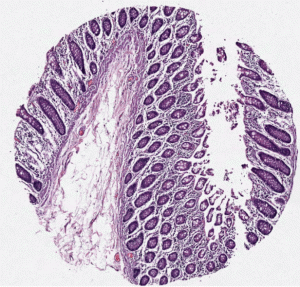 tissue structure