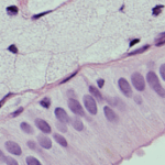 histological stainings