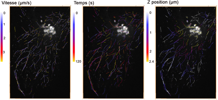 vesicle time-lapse tracking