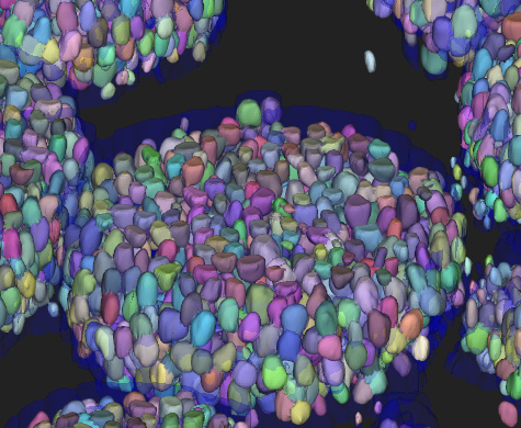 Segmentation des cellules et organoïdes 3D
