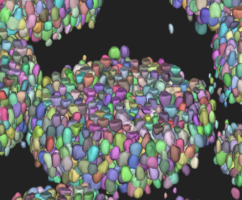 Segmentation des noyaux 3D dans les organoïdes