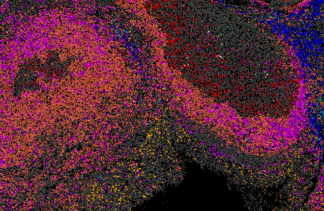 Example of cell clustering and classification (example for 10 cell types : B cell, T helper, …)
