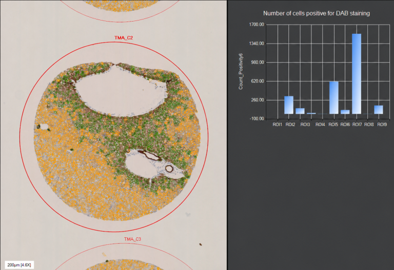 Visualization of the results on a ROI