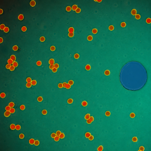 Pillar detection and cell dynamic analysis. Quantitative biomedical image analysis and microscopy research at Institut Curie