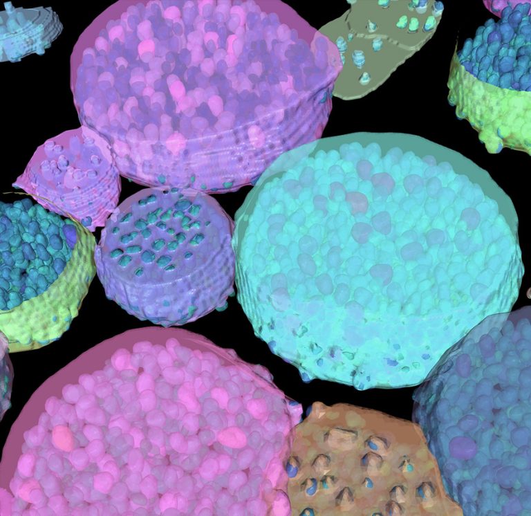 Multi Organoid 3D segmentation and cell detection