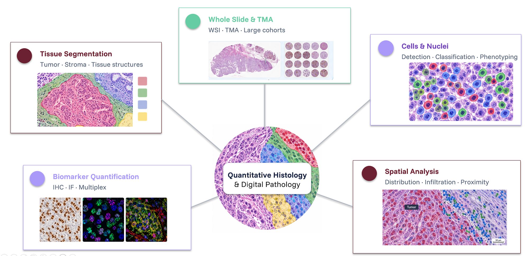 Quantitative histology and digital pathology image analysis Quantitative histology and digital pathology analysis including whole-slide and TMA analysis, tissue segmentation, cell and nuclei classification, biomarker quantification and spatial analysis