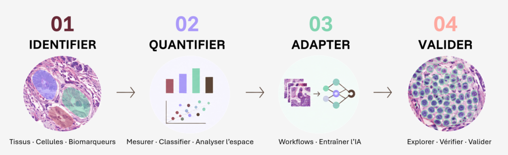 Workflow d’analyse d’images d’histologie avec HistoMetriX : identifier, quantifier, adapter et valider