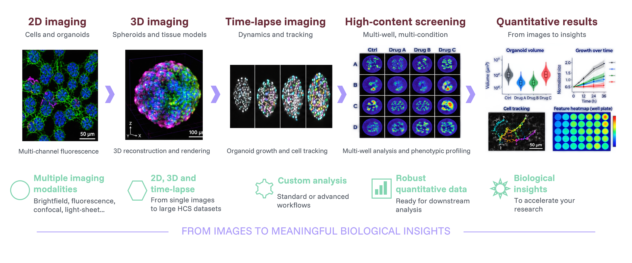 Analyse d’images 2D, 3D, time-lapse et High-Content Screening Workflow d’analyse d’images 2D, 3D, time-lapse et High-Content Screening, des images de microscopie aux résultats biologiques quantitatifs