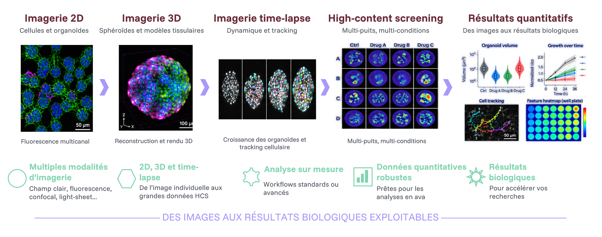 Analyse d’images 2D, 3D, time-lapse et High-Content Screening Workflow d’analyse d’images 2D, 3D, time-lapse et High-Content Screening, des images de microscopie aux résultats biologiques quantitatifs