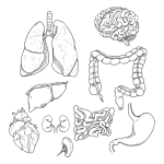 all organs human body